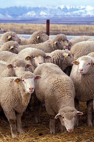 316px-Flock_of_sheep
