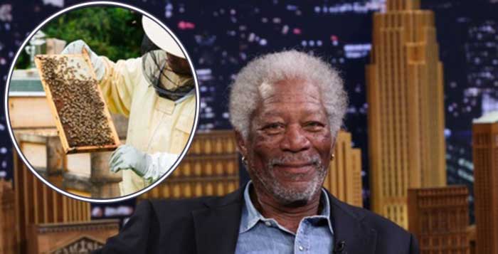 To-Save-The-Bees-Morgan-Freeman-Converted-His-124-Acre-Ranch-Into-A-Bee-Sanctuary