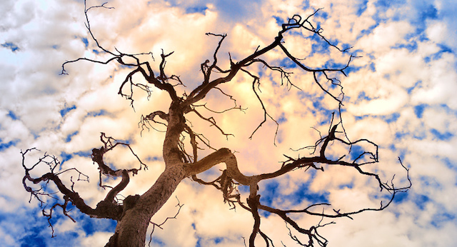 http://www.wakingtimes.com/wp-content/uploads/2015/07/Dying-Trees-Sky.jpg