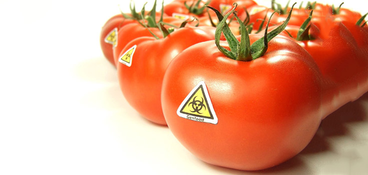 gmo_tomatoes_toxic_735_350