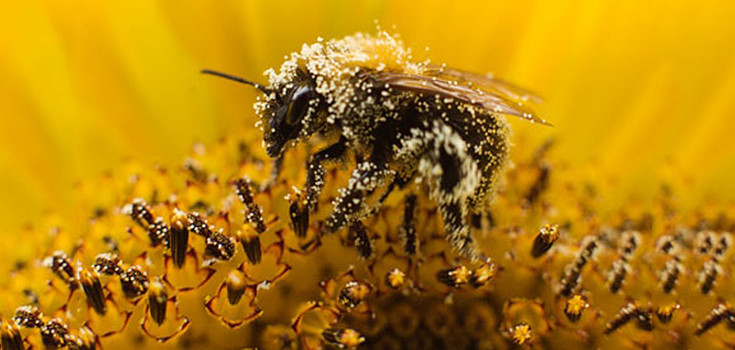 insect-bee-collects-pollen-735-350