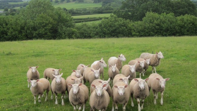 sheep-wales