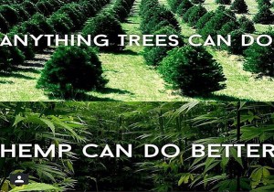 Hemp Could Free Us From Oil Prevent Deforestation Cure Cancer