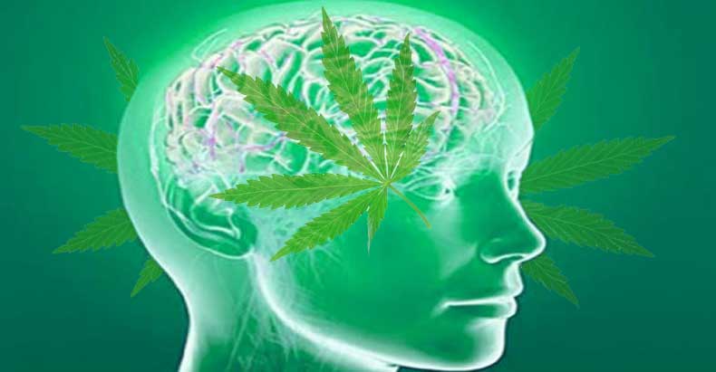 marijuana-jeas-the-brain