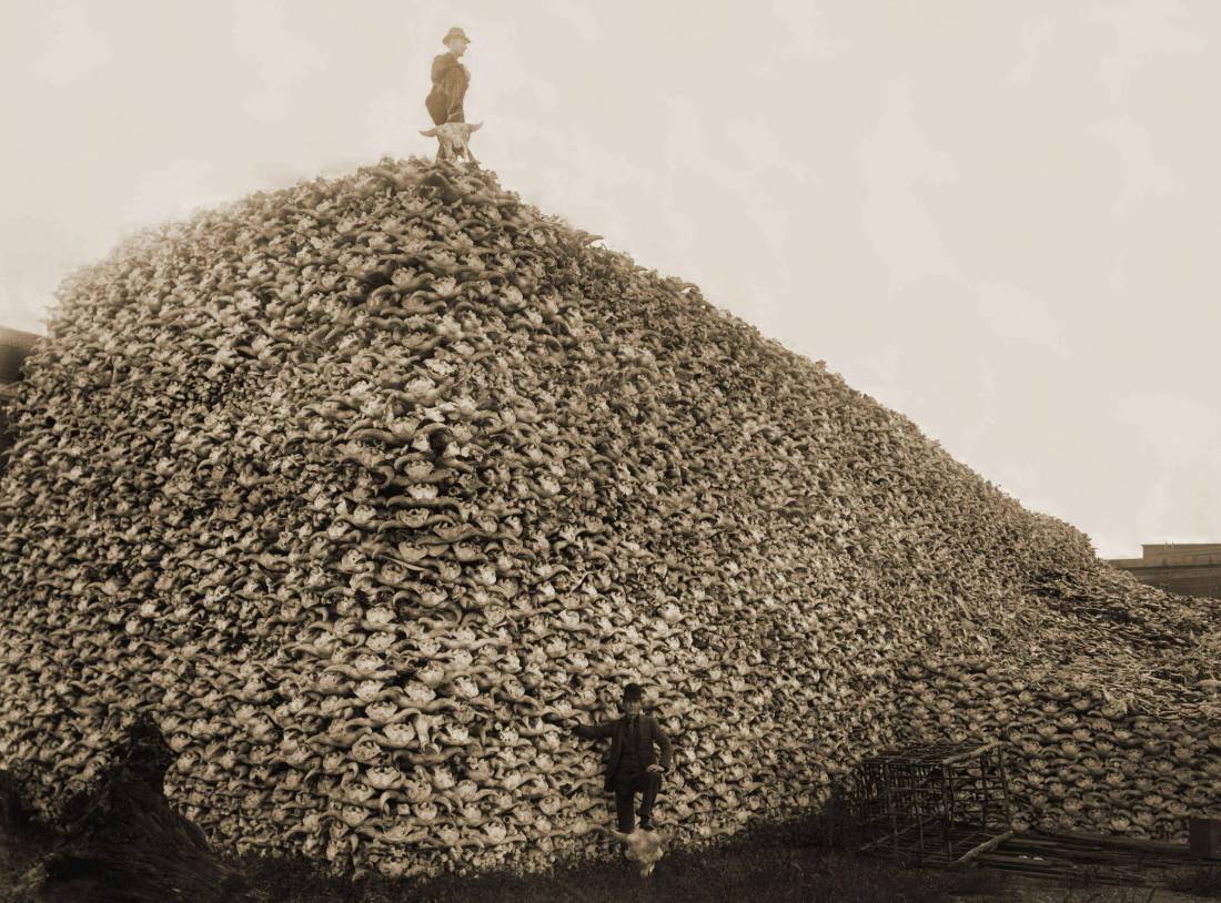 Slaughter of American Bison Photograph