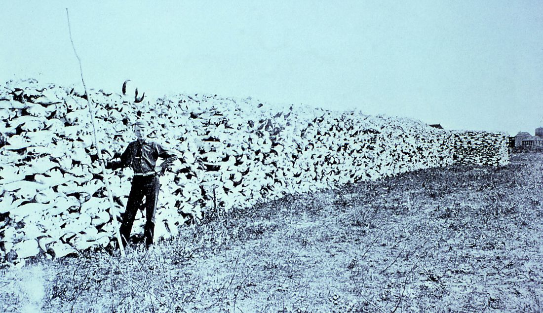 Piles of American Buffalo Skulls Photo