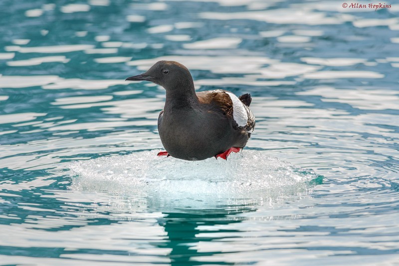 A bird called a Black Guillemot (Cepphus grylle mandtii) floats on the melting remains of some ice cast from Svitjodbreen Glacier in this July 2, 2014 photograph. (Flickr / Allan Hopkins)