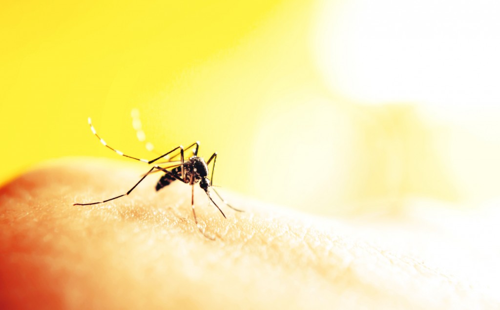 Mosquito-Bite-Zika-Virus-1024x635