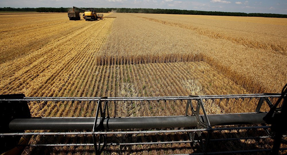 Harvesting wheat at the fields of the Lebyage-Chepiginskoe JSC in Timashevsky District, Krasnodar Territory