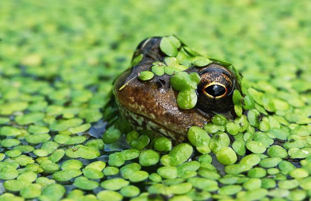 A frog struggles to the surface for a gulp of air in a mill pond swamped by duckweed at Fiddleford Mill, near Sturminster Newton, Dorset