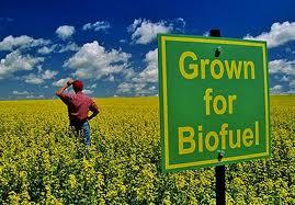 hemo biofuel