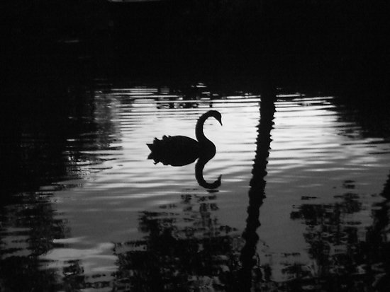 economy collapse black swan