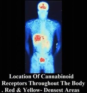 Cannabinoid+receptors