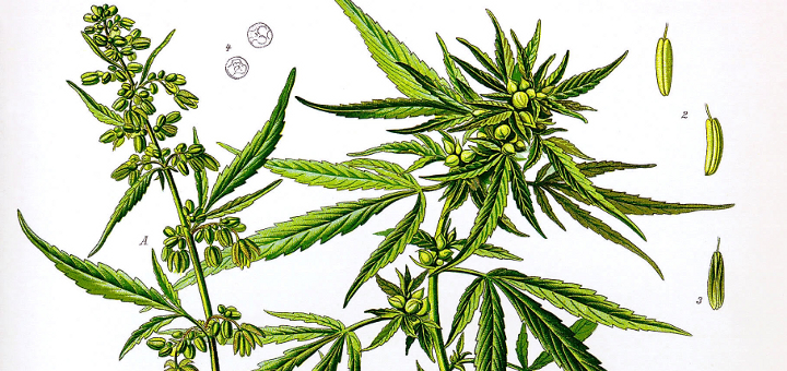 A 19th century illustration of Cannabis sativa (Photo:  Wikimedia Commons)