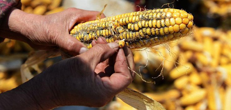 Image result for Dow-DuPont’s GM corn fails to control pest, scientists say