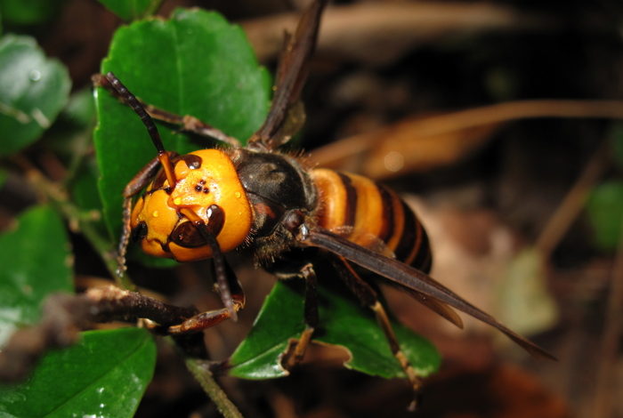 Asian hornet spotted for second time, and the implications are severe