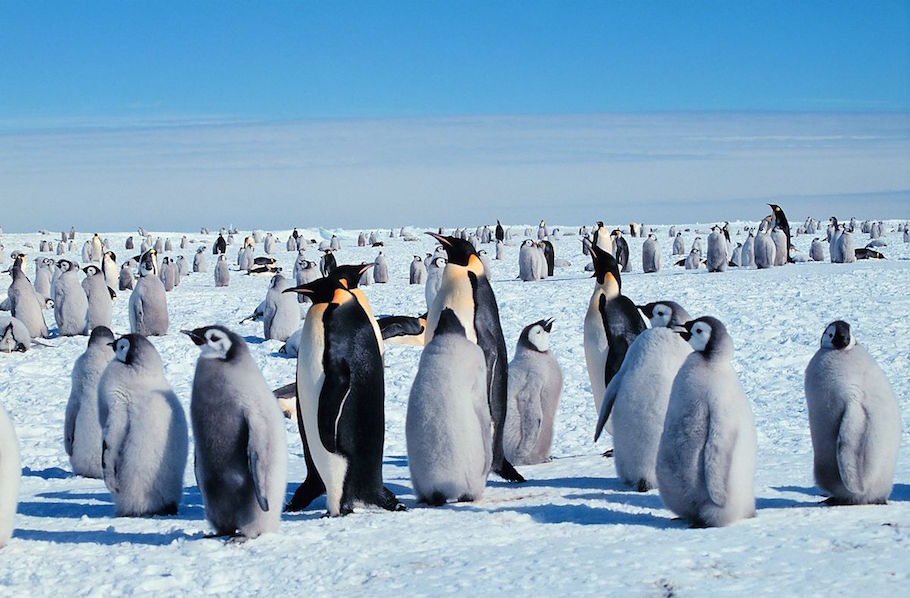 Emperor penguins, by Michael Van Woert, Wikimedia Commons.