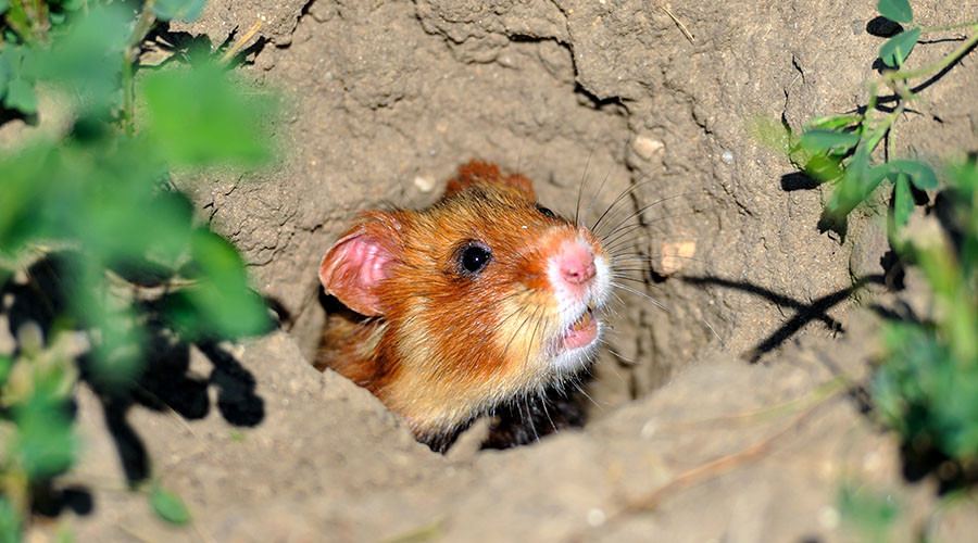 Corn diet is turning French hamsters into erratic cannibals – research