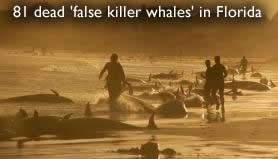 Dead false whales in Florida
