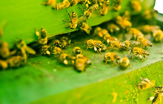 Image: 100% of honeybee colony food found to be heavily contaminated with toxic pesticides
