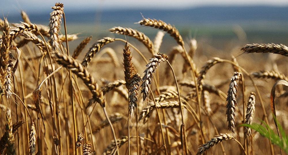 Grain harvesting in Simferopol District, Crimea