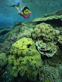 Sunscreen Ingredients awakens viruses that kill coral reefs