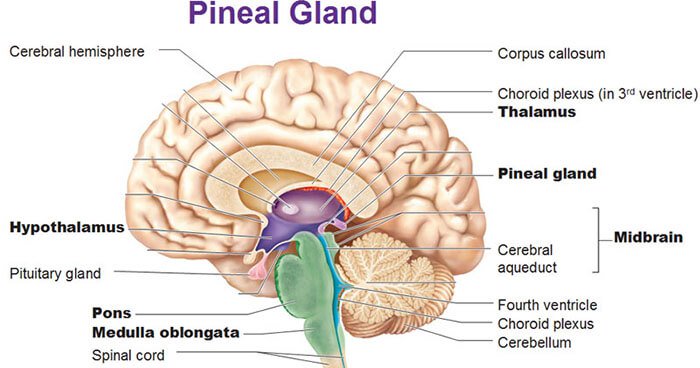 The Pineal Gland is located beneath the cerebral cortex where the two hemispheres of the brain join