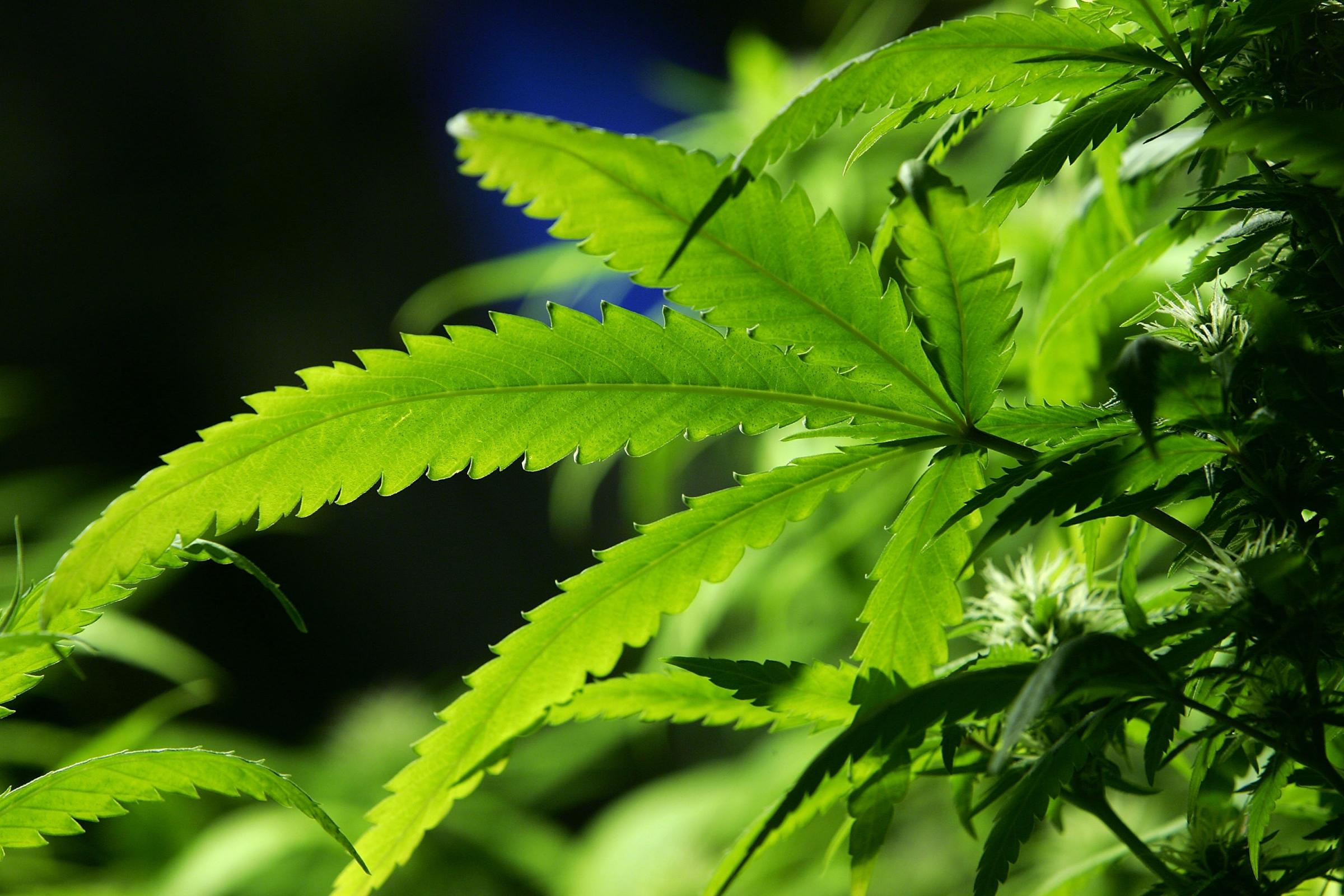 Scotland is set for a multi-million pound boon from the cannabis industry after a worldwide health agency confirmed that the drug provides medicinal relief for a range of ailments.