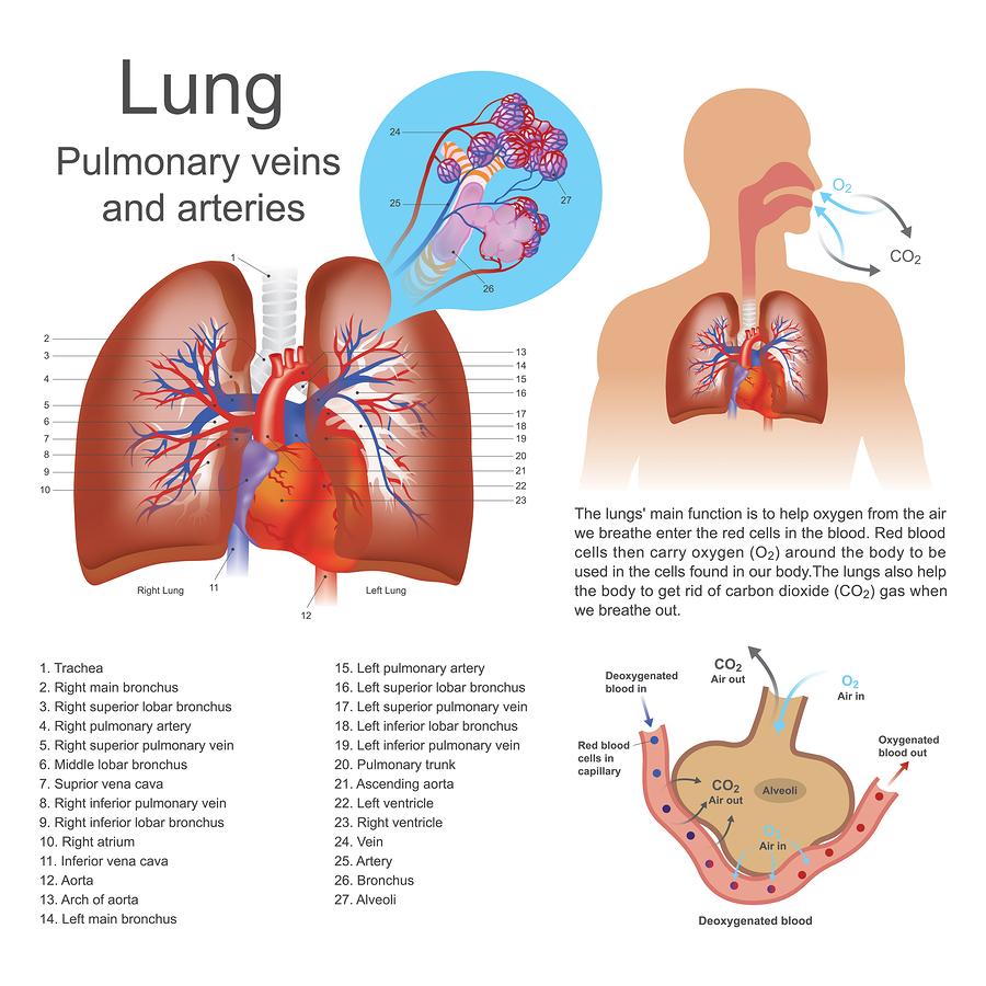 The lungs are the primary organs of respiration in humans and many other animals including a few fish and some snails. In mammals and most other vertebrates two lungs are located near the backbone on either side of the heart.