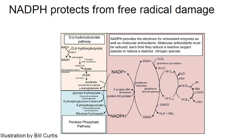 nadph protects from free radical damage