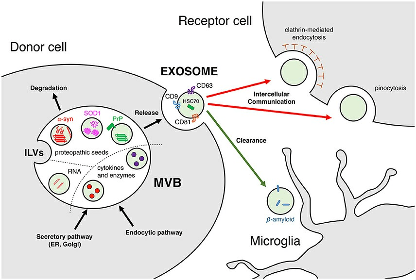 exosomes communication