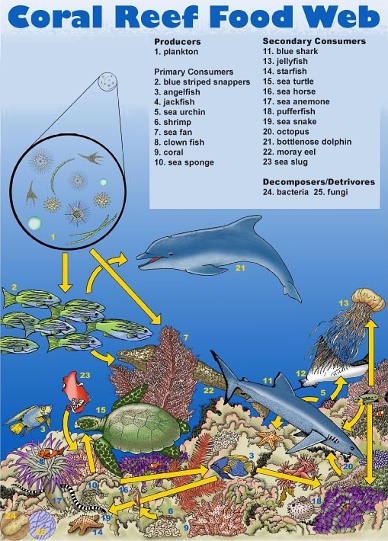 Is Glyphosate killing the oceans? The probability cannot be denied.