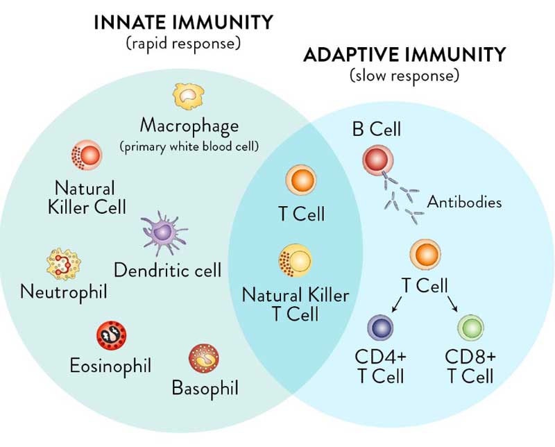 immunity diagram