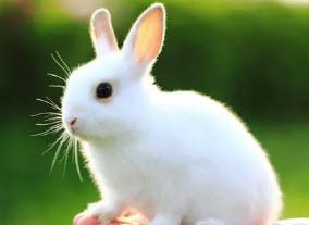 Welcome to The Rabbit Hole